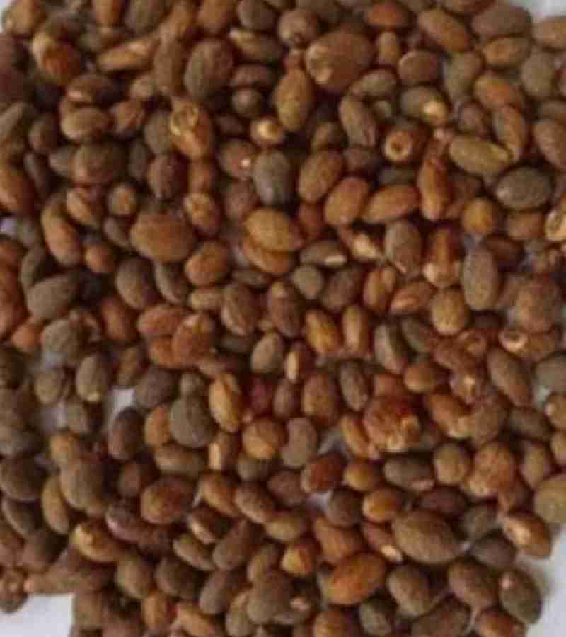 Croton seed Eso aworoso 50g 18.00