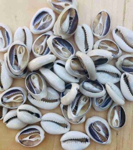 Female Cauri 10 Pieces