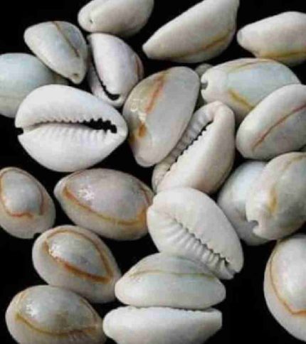 Male cauris 10 piece