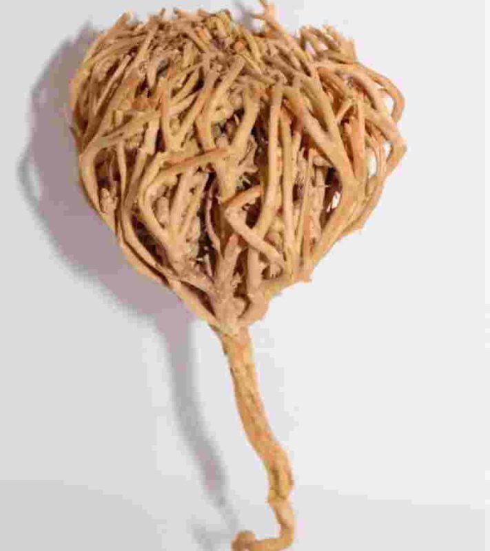 Rose of Jericho